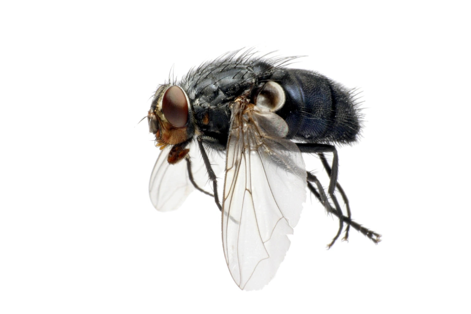 House Fly