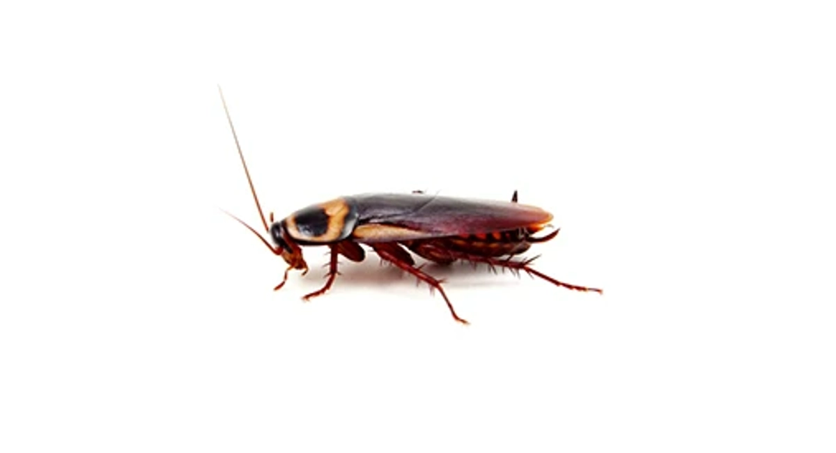 american-cockroach