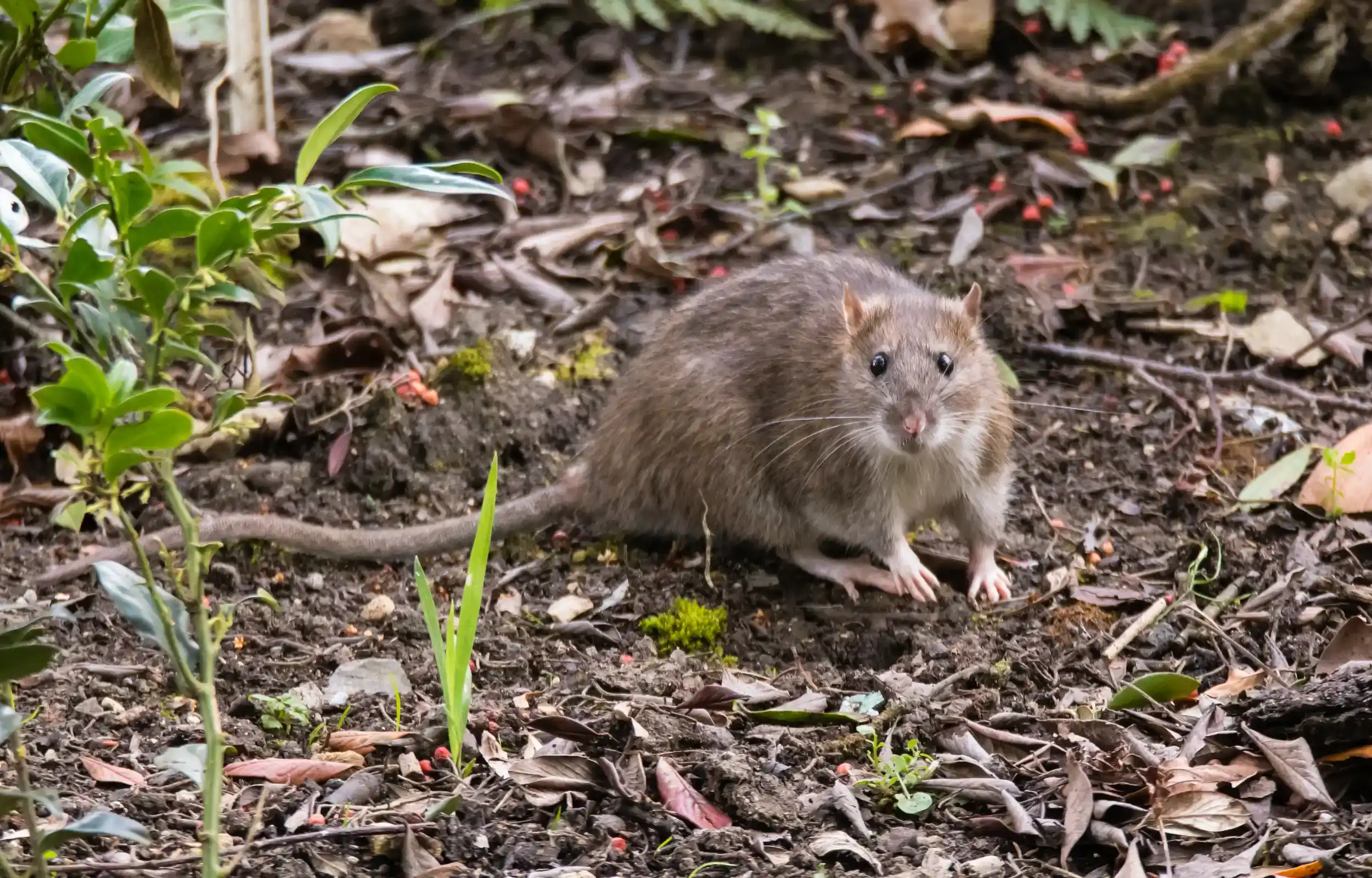 Rattus norvegicus - vetor da Leptospirose