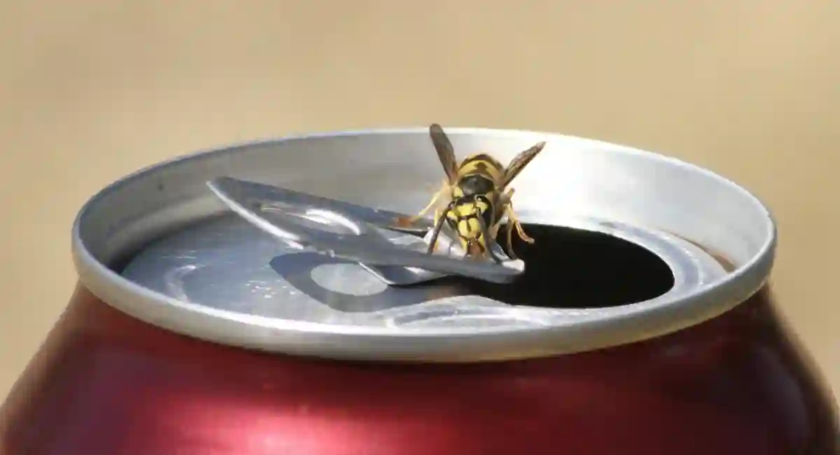 wasp