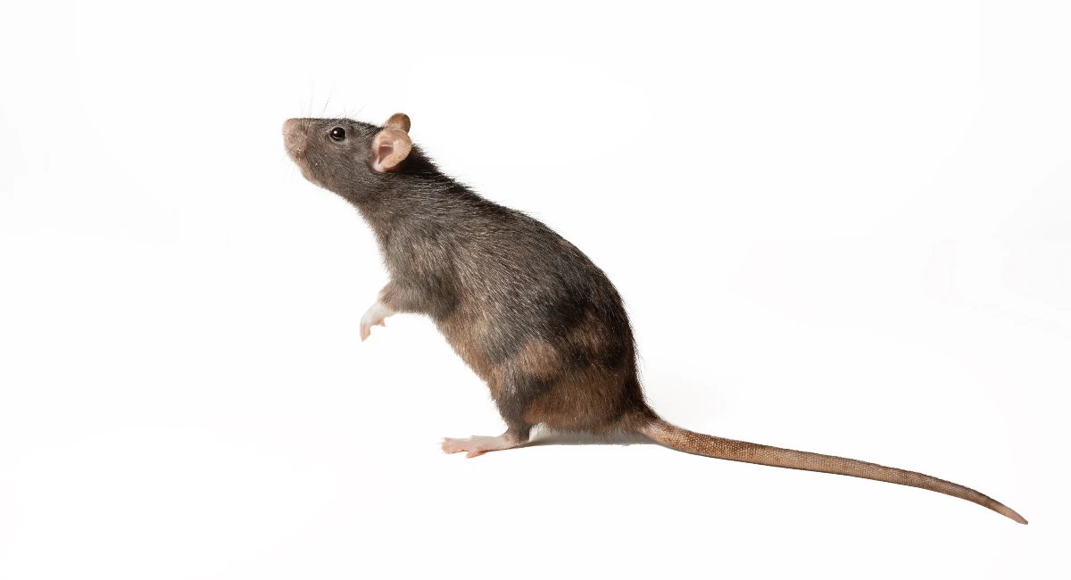 Rat Species Rentokil Pest Control Indonesia