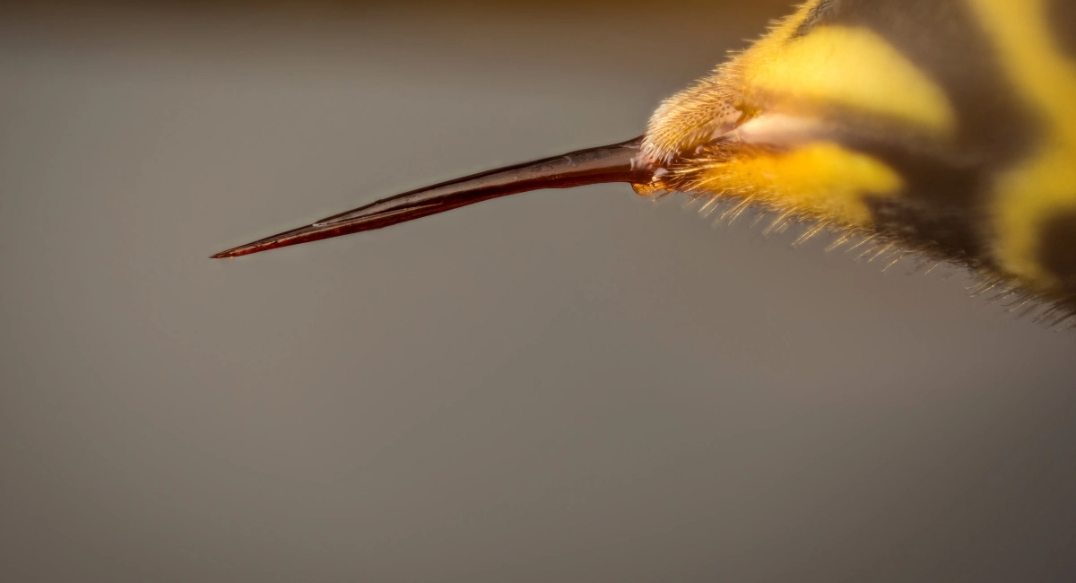 Wasp Sting Upclose