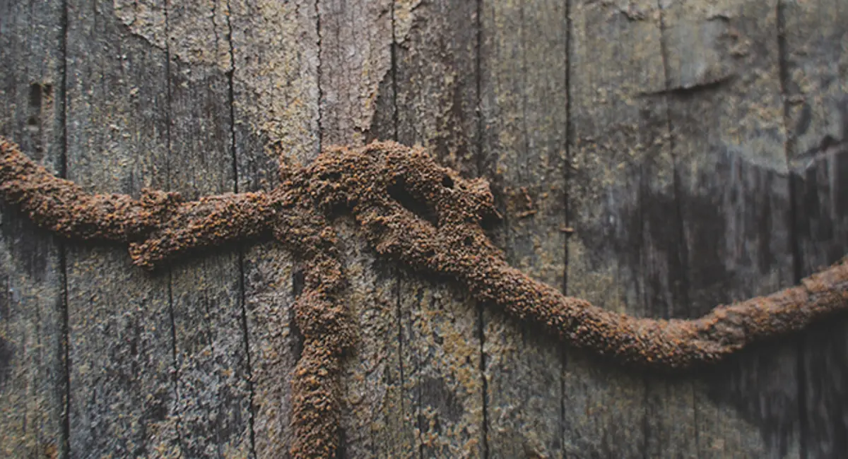 Images of termite mud tubes