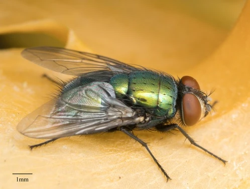 Calliphoridae