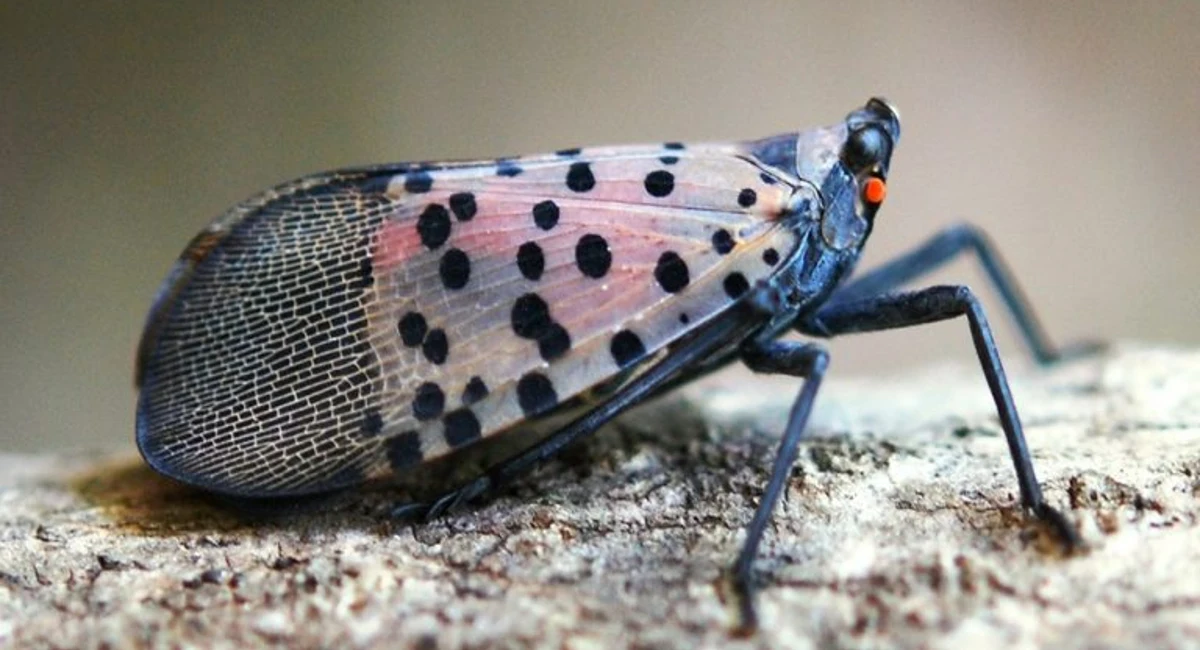 Close-up of Spotted Lanternfly