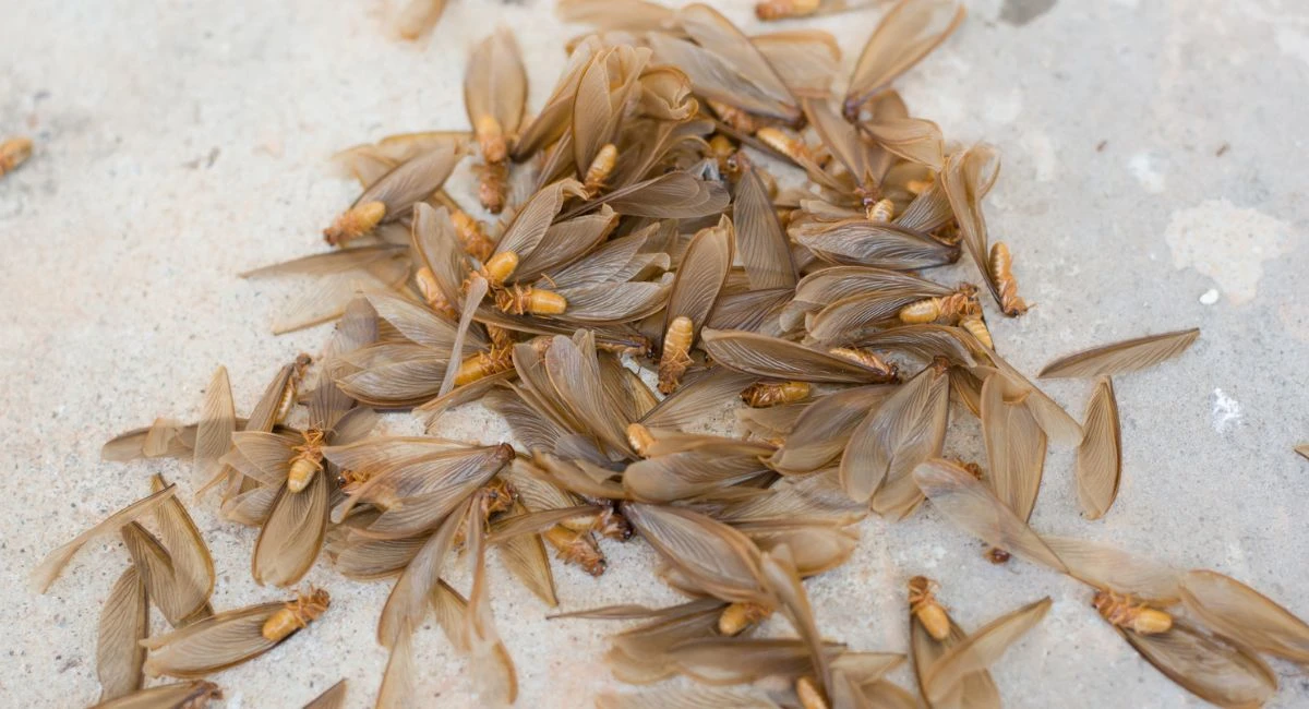 flying termite