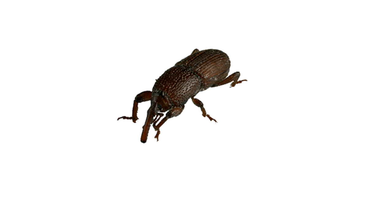 谷象