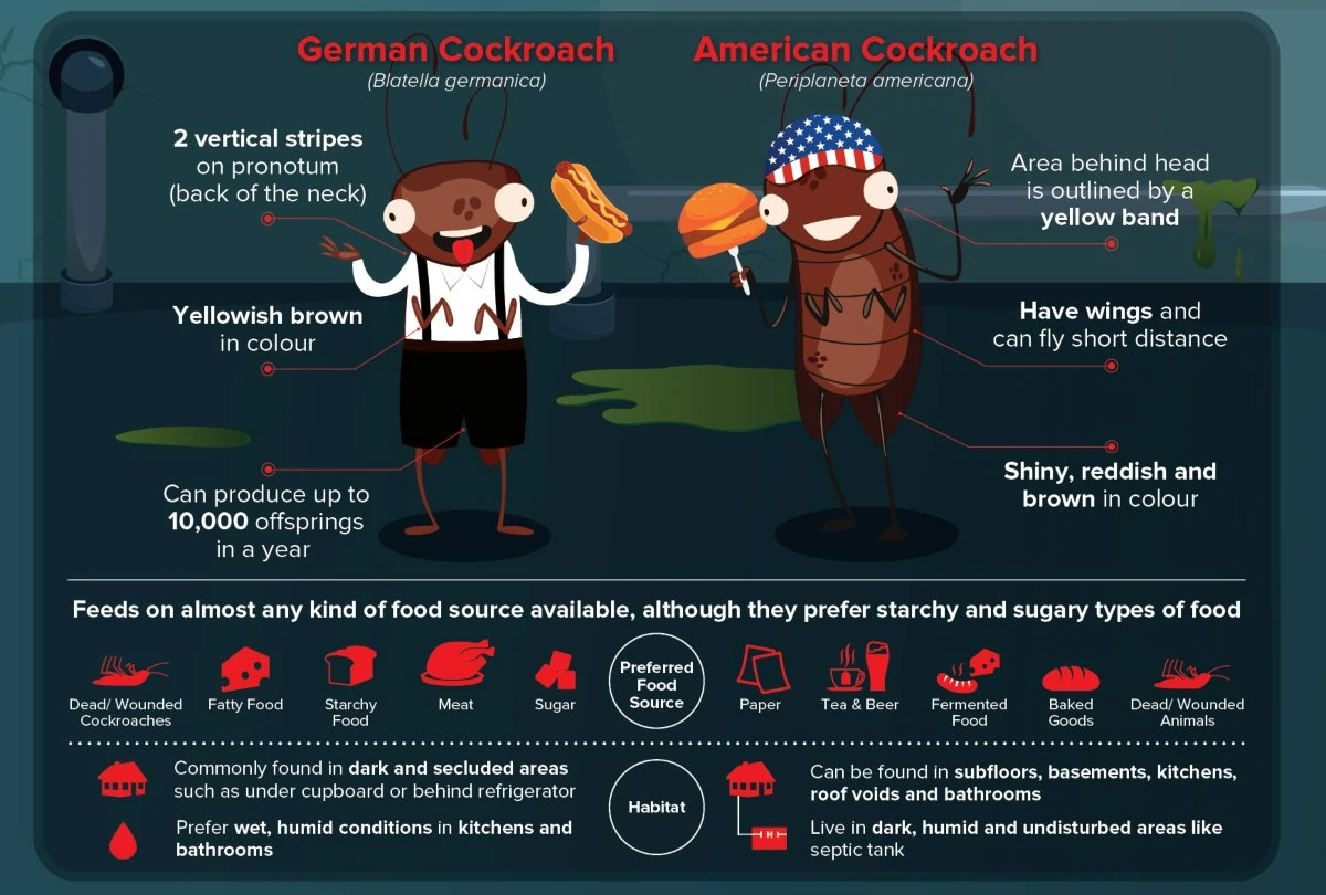 german cockroach vs american cockroach