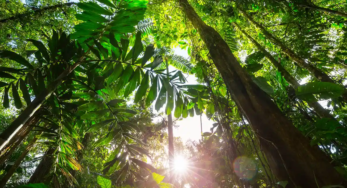 Protecção da floresta tropical