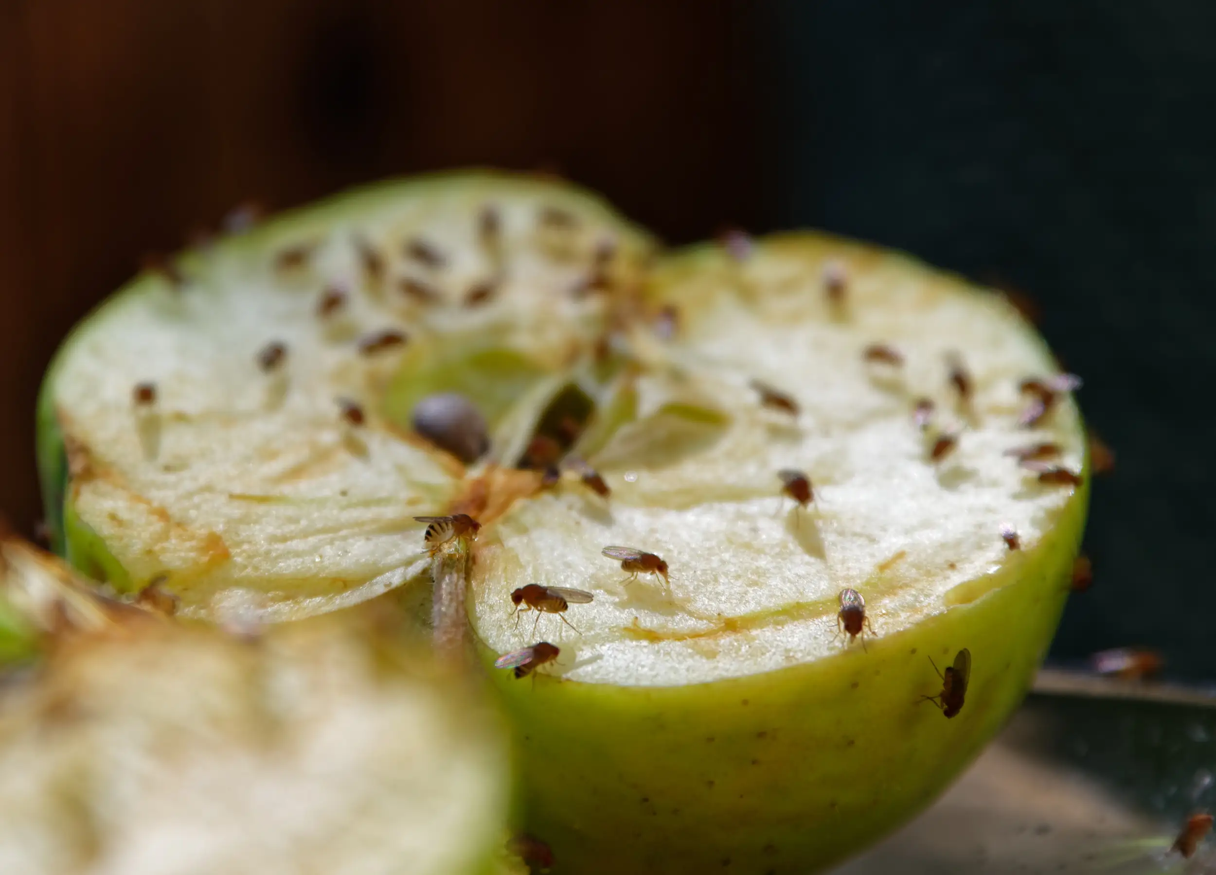 rotting fruit and vegetables with flies