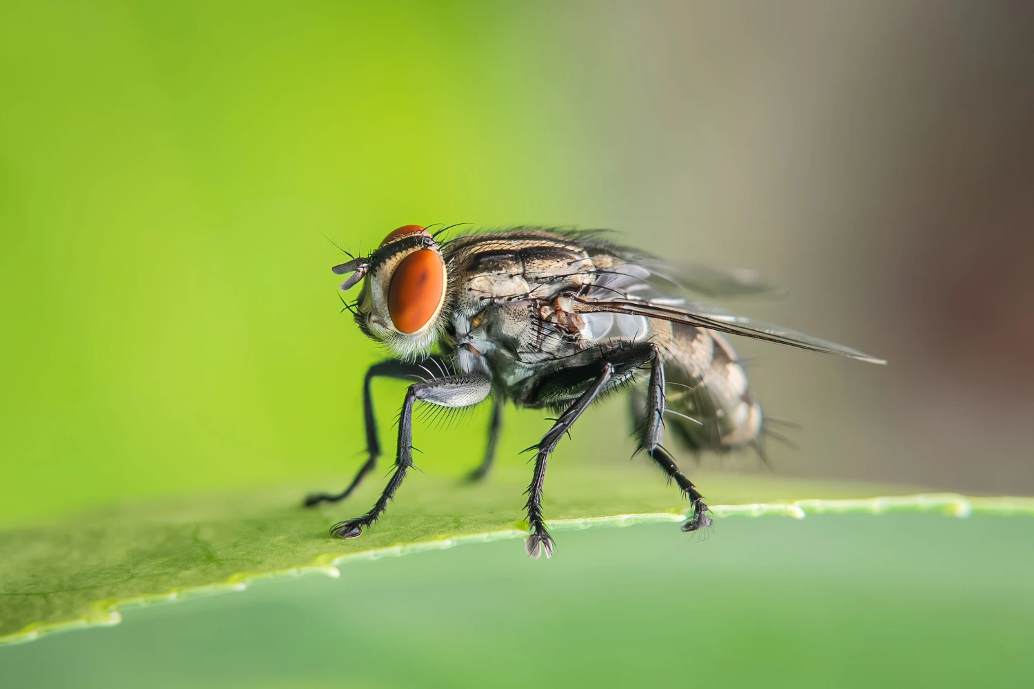 How Does Housefly Spread Diseases Rentokil Indonesia How Does Housefly Spread Diseases Rentokil Indonesia