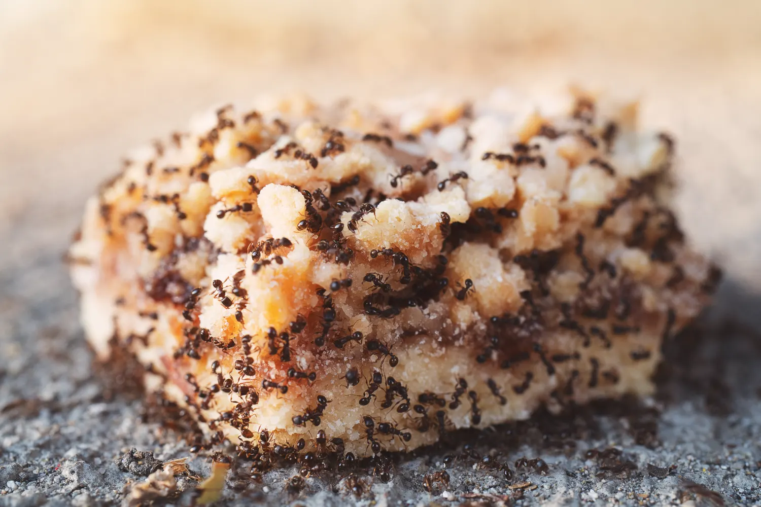 Ants on food