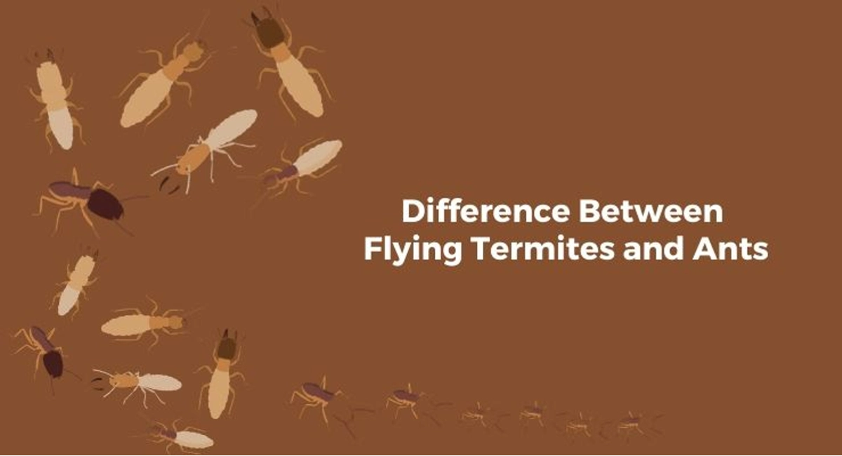 Debugged Blog Article Is That Flying Termites or Ants in Your Home Difference Between Termites And Ants