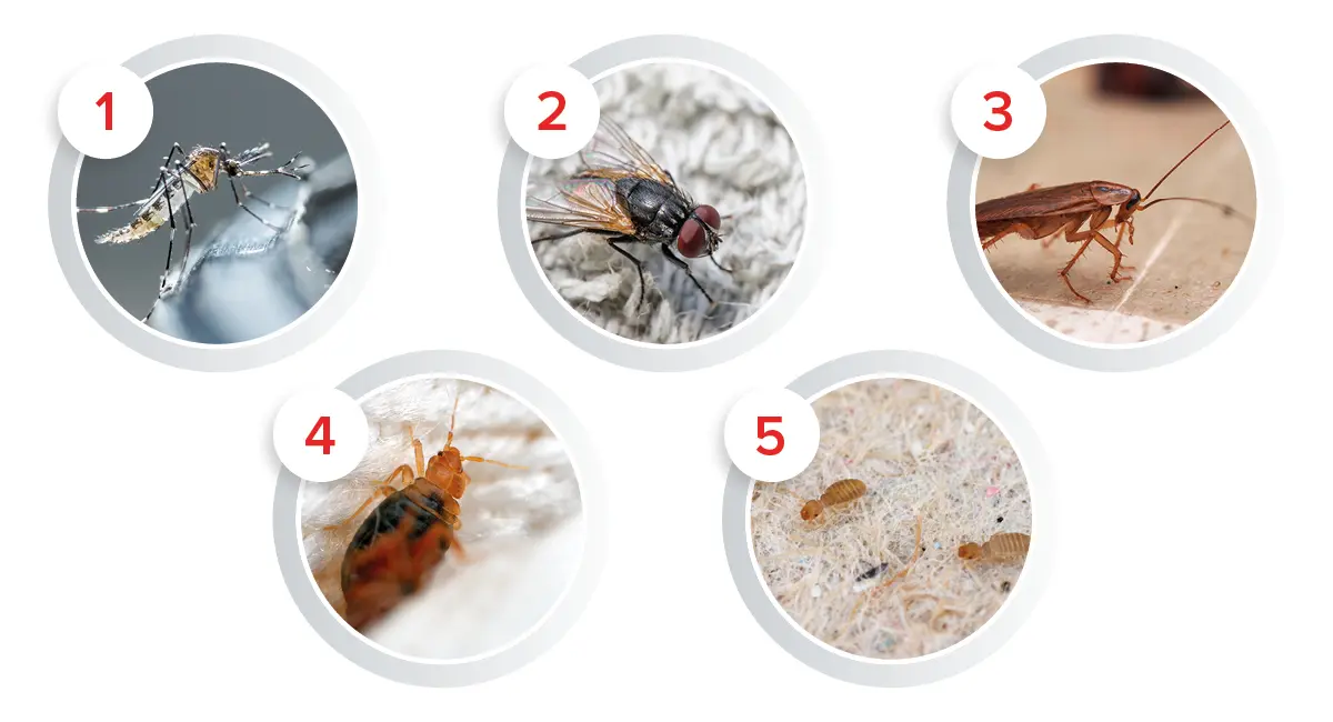 Los insectos plaga más comunes en todo el mundo