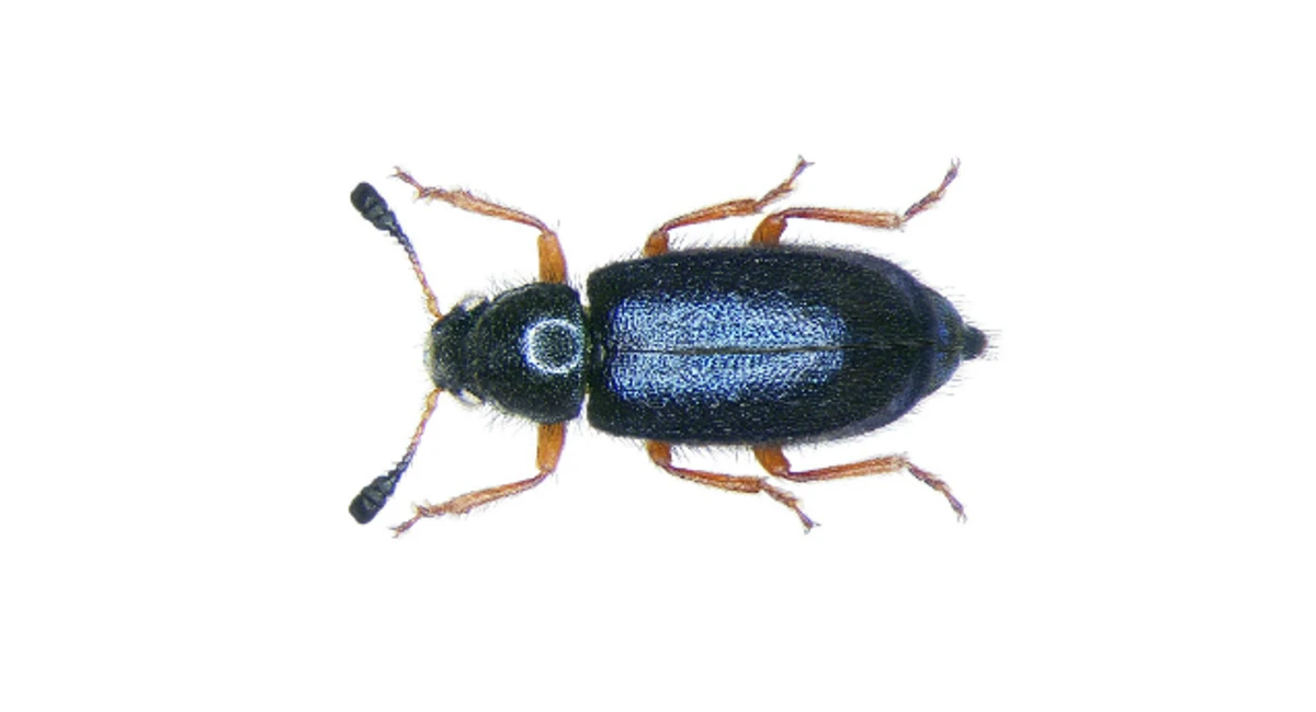 blue-fur-beetle