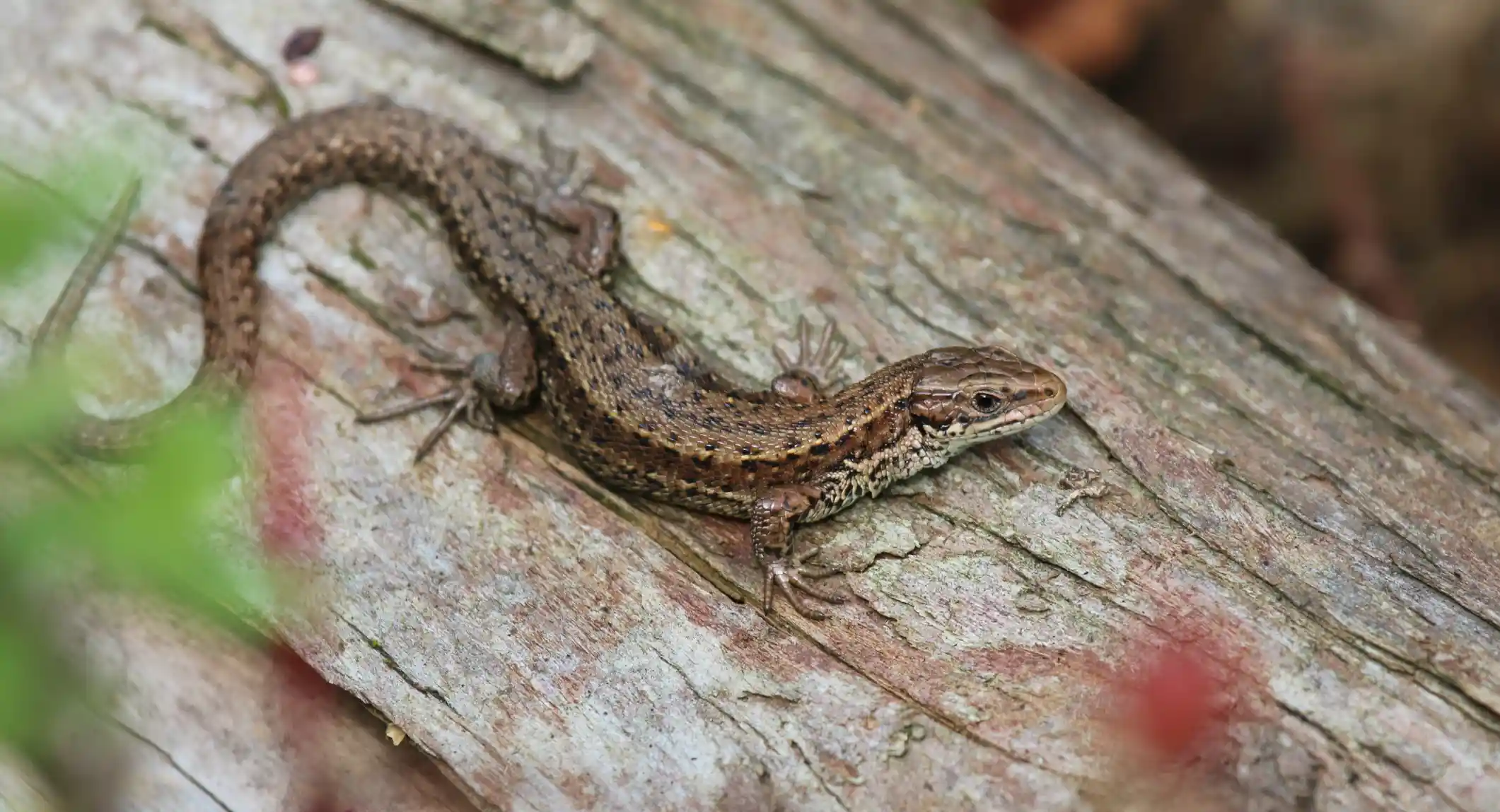 Lizard