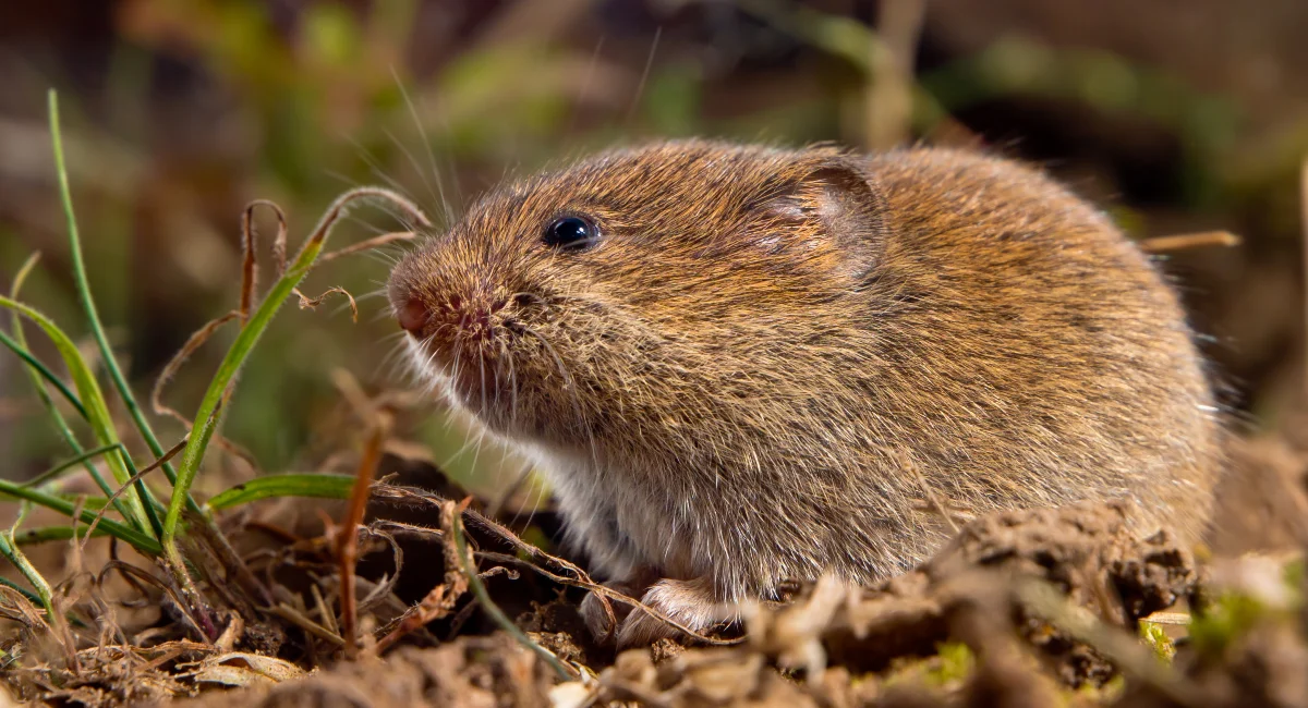 microtus-agrestis