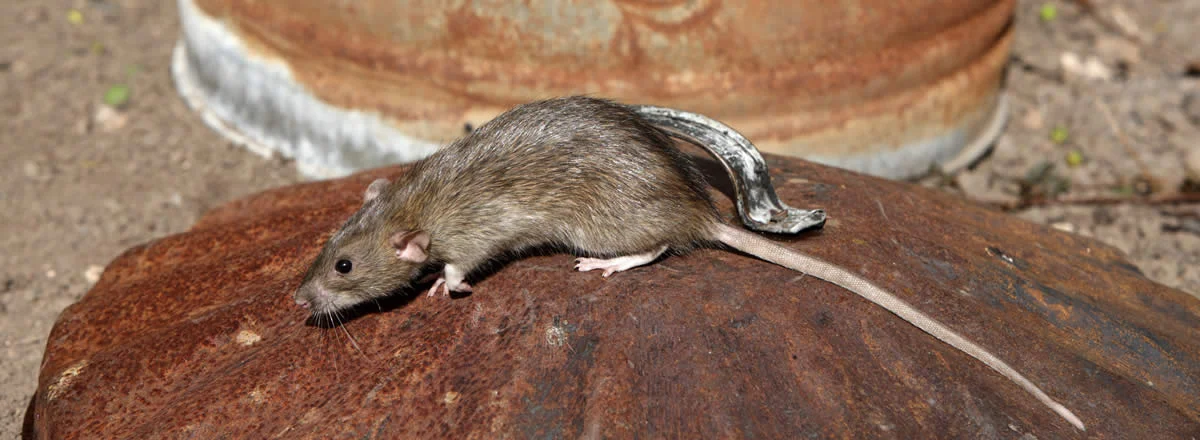 ratten