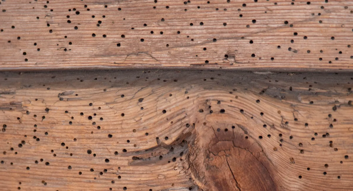 Houtworm gaatjes
