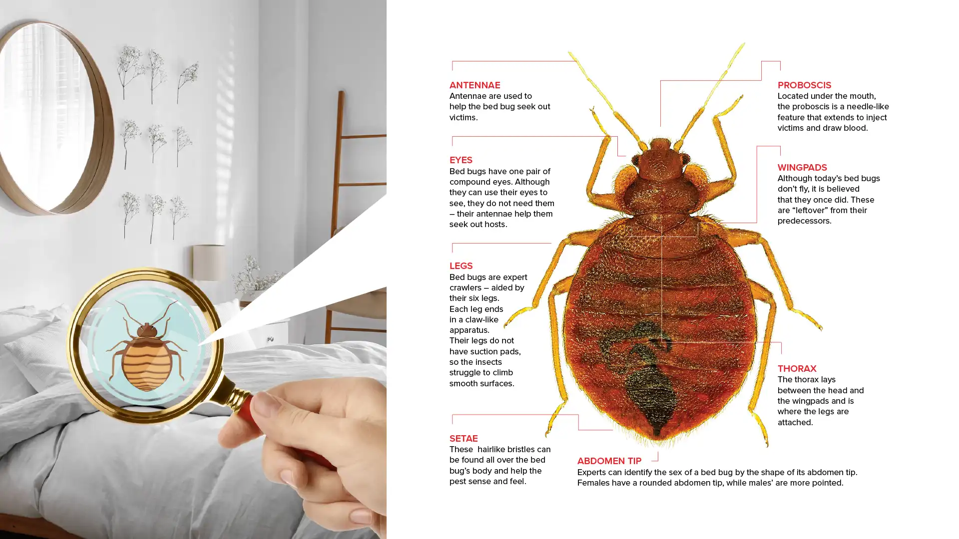 What does bed bug looks like?