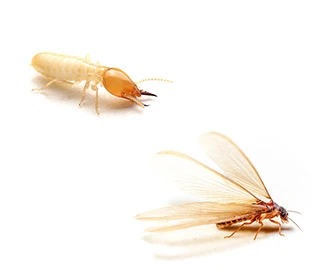Formosan termite