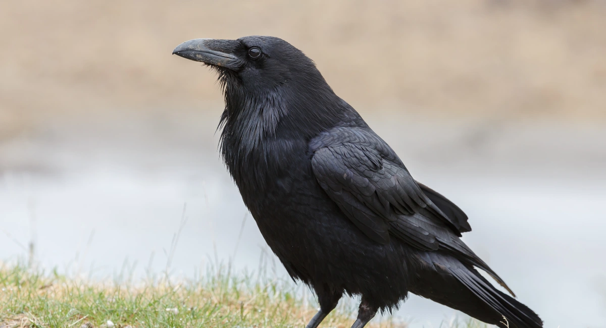 House Crow