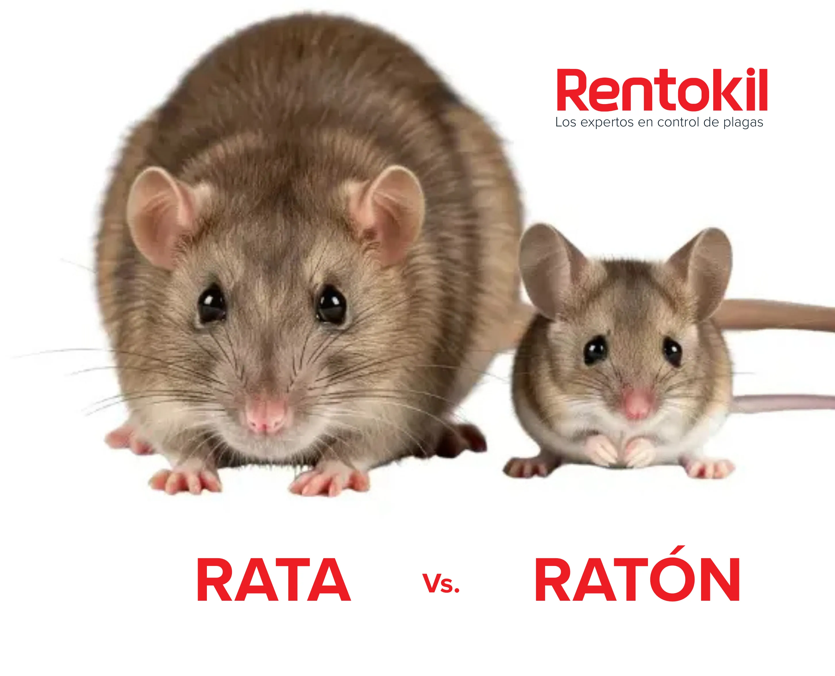 rata o ratón