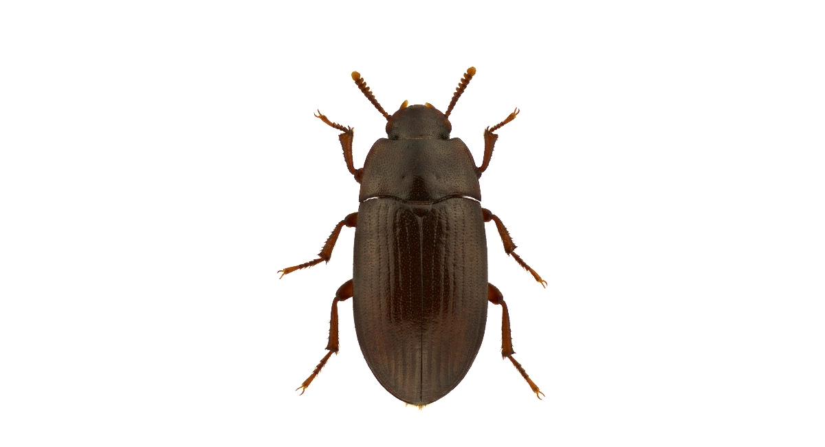 Alphitobius diaperinus