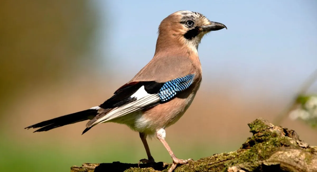 corbeau freu