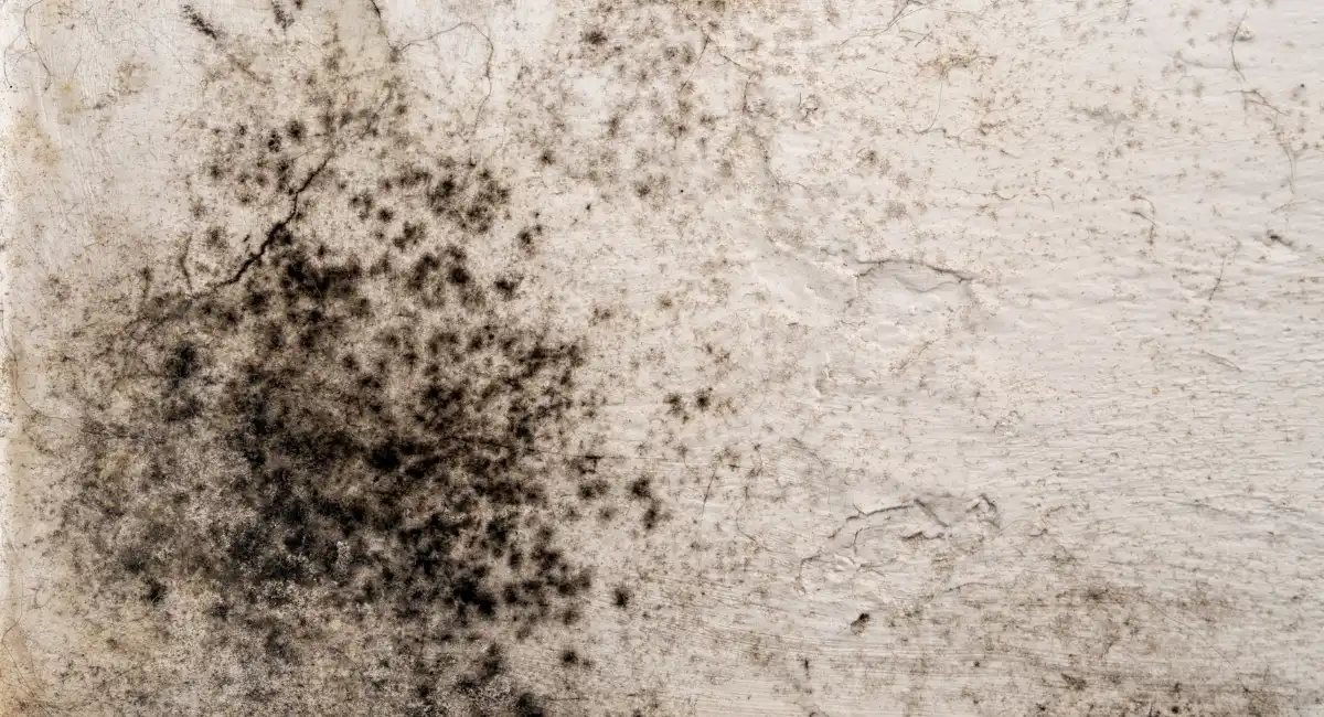 Lizard stain