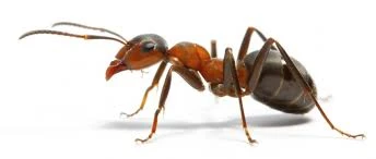 FIRE ANT