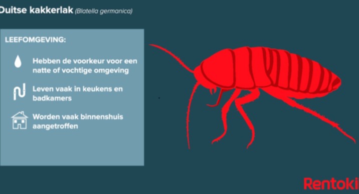 Duitse Kakkerlak Feiten