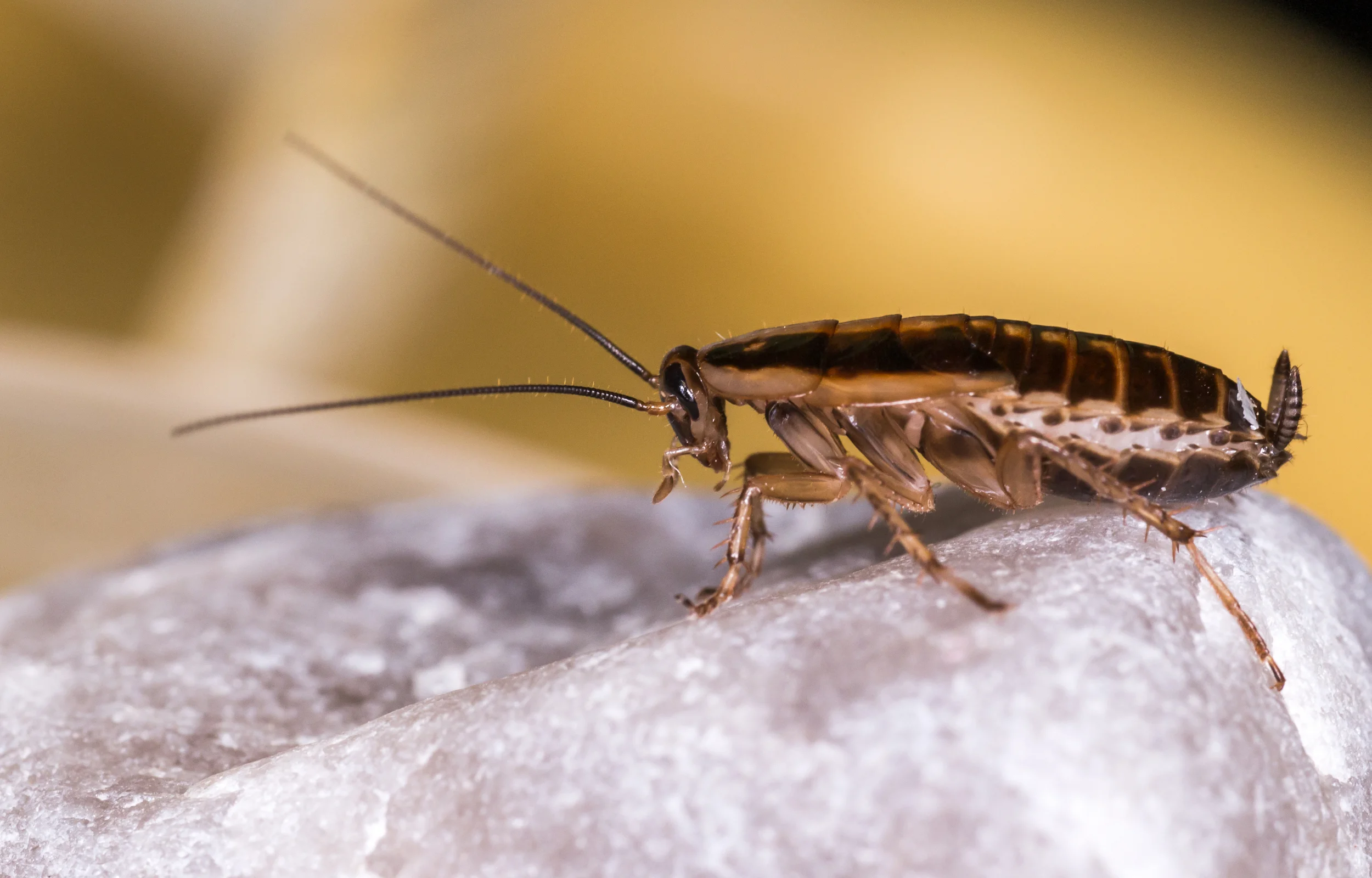 german-cockroach