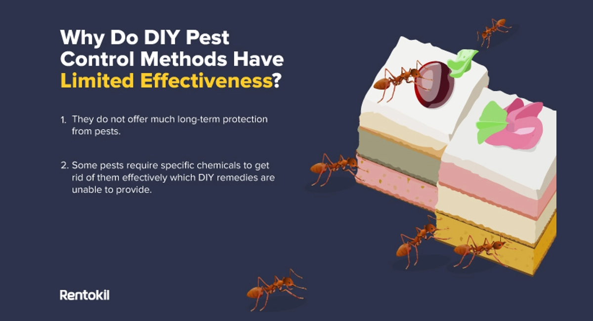 Pest Control Services | Effectiveness of DIY Remedies