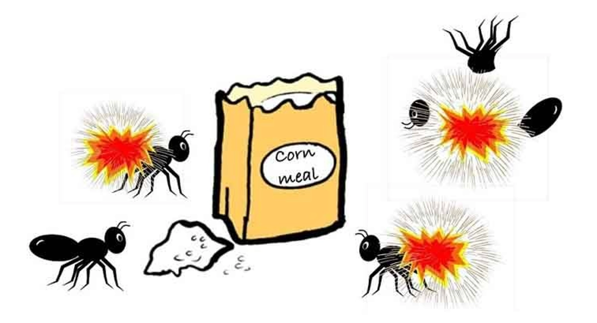 Corn meal