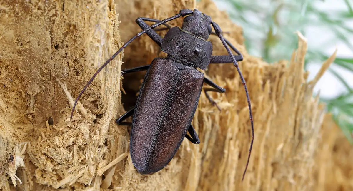 Horn Beetle