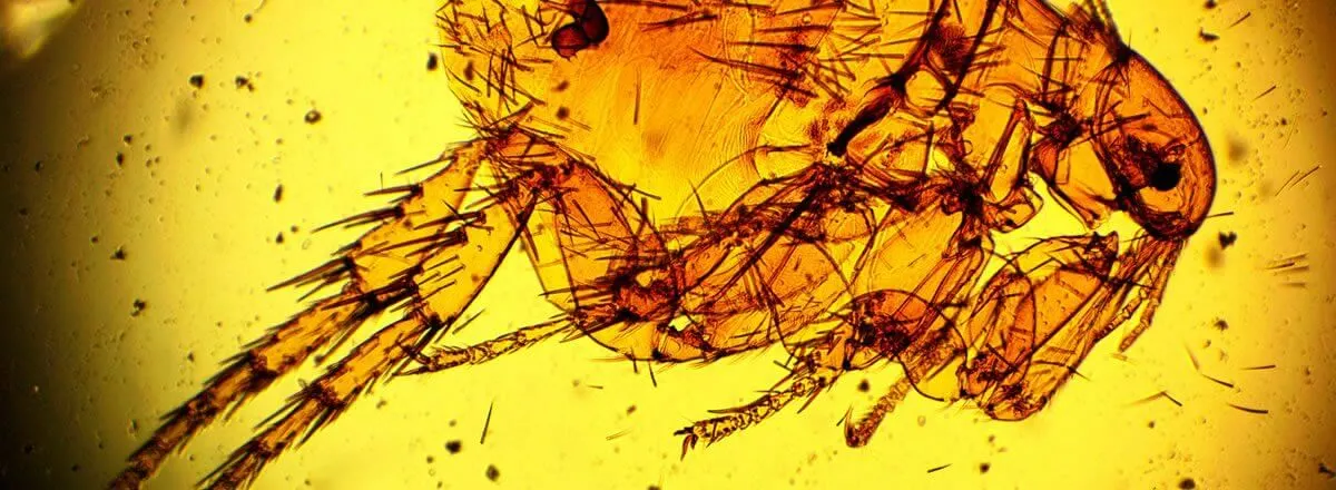 Fleas