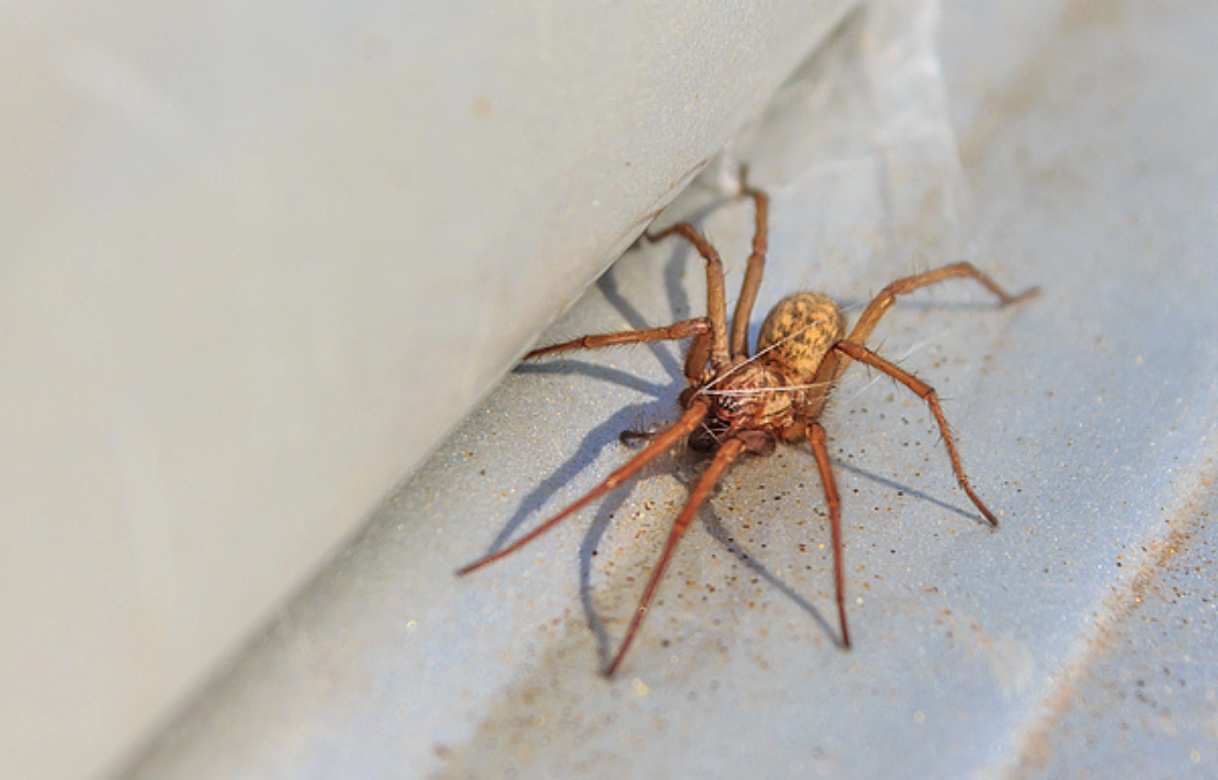 spider