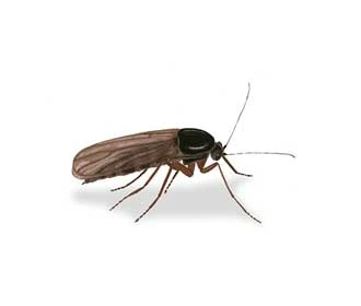 Dark winged fungus gnat