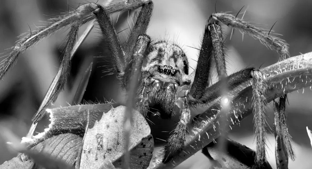 white spider beetle