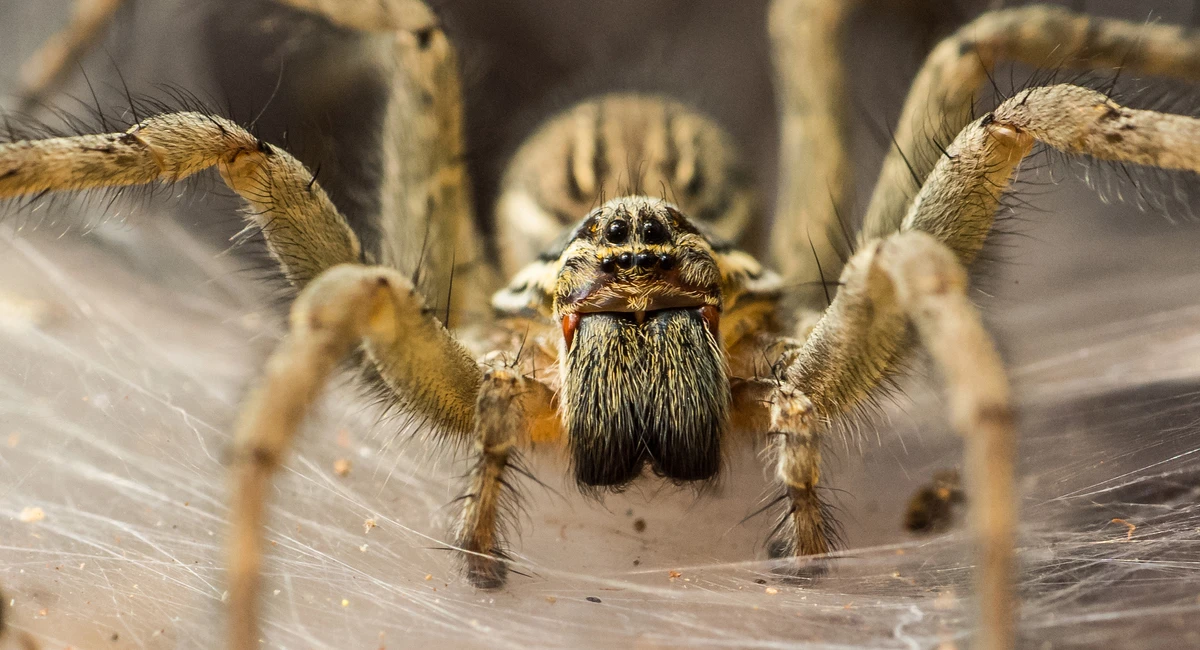 Brown Recluse spider