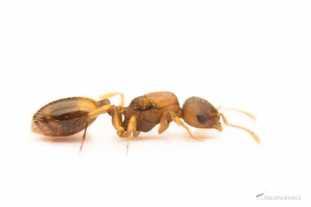 Temnothorax