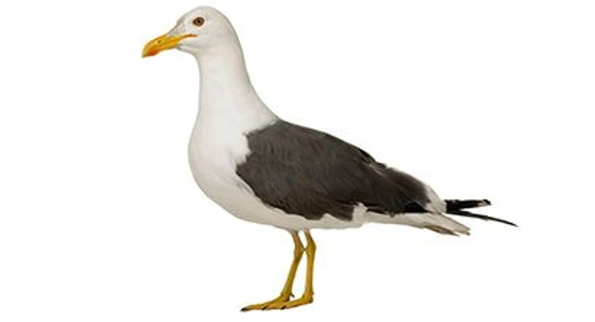 Gaviotas