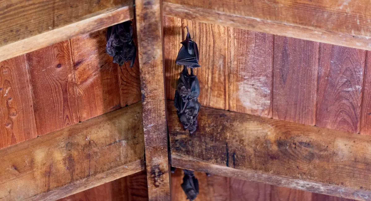 bats