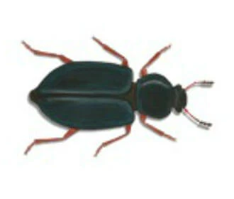 Escarabajo necrófilo