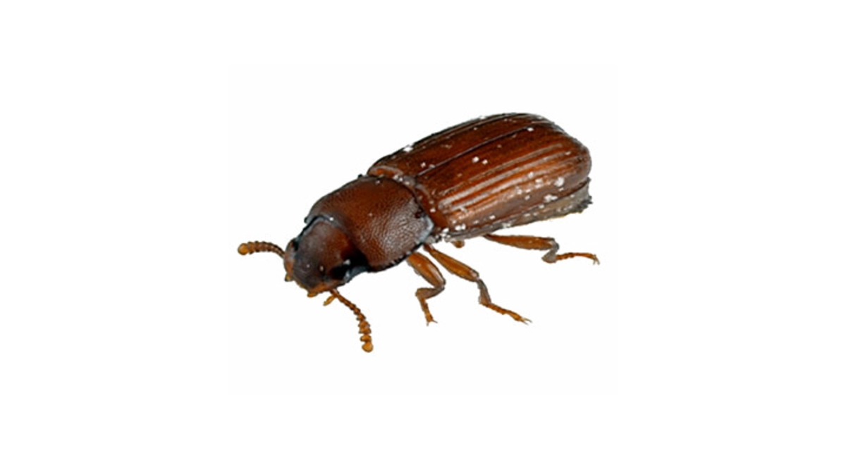 Unkurdu