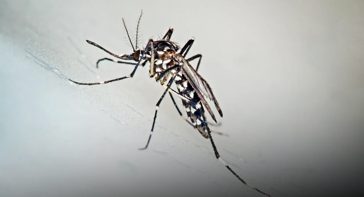 mosquito-tigre