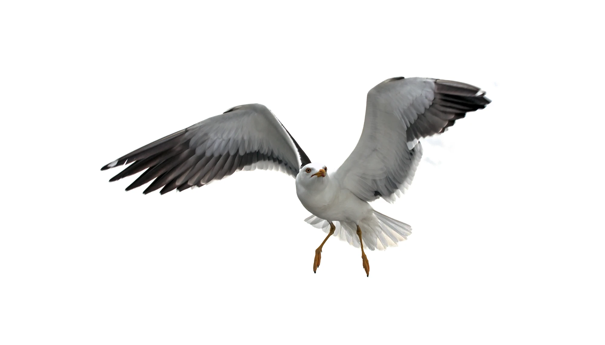 Mouette