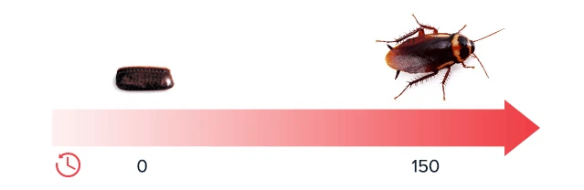 Cockroach development