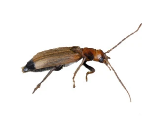 Caruncho da Madeira